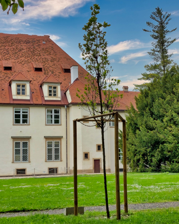 Ein junger Eichen-Baum wurde im Burggarten Graz gepflanzt.